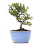 Cotoneaster horizontalis, 13,5 cm, ± 6 jaar oud, met witte bloemen en rode bessen