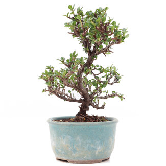 Cotoneaster horizontalis, 15 cm, ± 6 anni