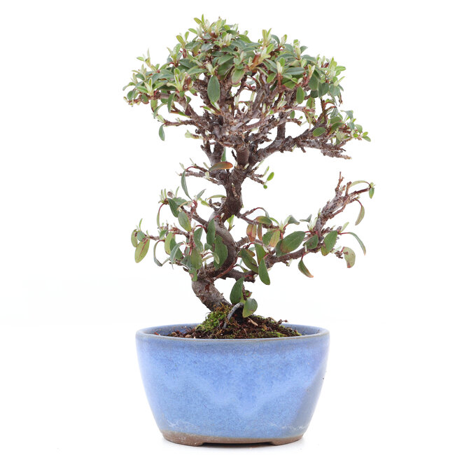 Cotoneaster horizontalis, 17 cm, ± 6 jaar oud, met witte bloemen en rode bessen