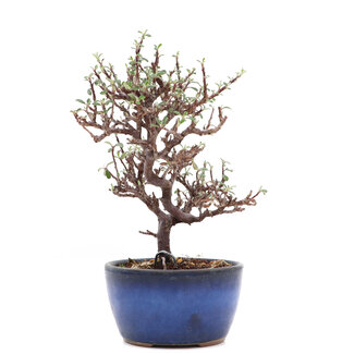 Cotoneaster horizontalis, 17,3 cm, ± 6 anni