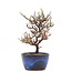 Cotoneaster horizontalis, 17,3 cm, ± 6 anni, con fiori bianchi e bacche rosse