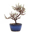 Cotoneaster horizontalis, 17,3 cm, ± 6 anni, con fiori bianchi e bacche rosse