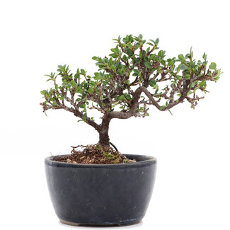 Cotoneaster horizontalis, 11,5 cm, ± 6 anni