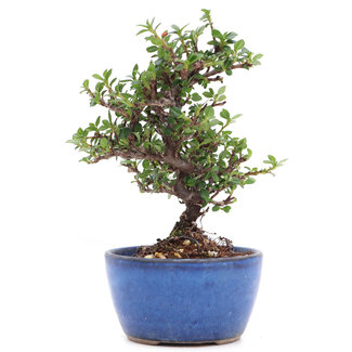 Cotoneaster horizontalis, 14,5 cm, ± 6 años