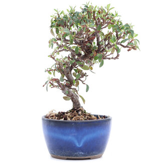 Cotoneaster horizontalis, 16 cm, ± 6 anni