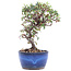 Cotoneaster horizontalis, 16 cm, ± 6 jaar oud, met witte bloemen en rode bessen