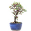 Cotoneaster horizontalis, 16 cm, ± 6 jaar oud, met witte bloemen en rode bessen