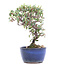 Cotoneaster horizontalis, 16 cm, ± 6 jaar oud, met witte bloemen en rode bessen