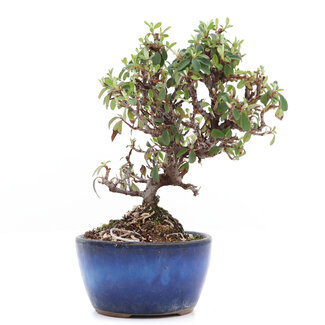 Cotoneaster horizontalis, 16 cm, ± 6 anni