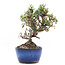 Cotoneaster horizontalis, 16 cm, ± 6 jaar oud, met witte bloemen en rode bessen