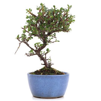 Cotoneaster horizontalis, 16 cm, ± 6 years old