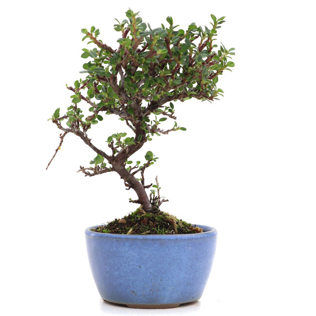 Cotoneaster horizontalis, 16 cm, ± 6 ans, à fleurs blanches et baies rouges