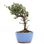 Cotoneaster horizontalis, 16 cm, ± 6 anni, con fiori bianchi e bacche rosse