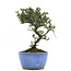 Cotoneaster horizontalis, 16 cm, ± 6 ans, à fleurs blanches et baies rouges