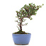 Cotoneaster horizontalis, 16 cm, ± 6 ans, à fleurs blanches et baies rouges