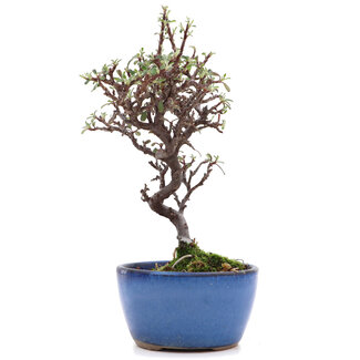 Cotoneaster horizontalis, 18,5 cm, ± 6 anni