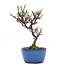 Cotoneaster horizontalis, 18,5 cm, ± 6 años, con flores blancas y frutos rojos