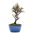 Cotoneaster horizontalis, 18,5 cm, ± 6 jaar oud, met witte bloemen en rode bessen