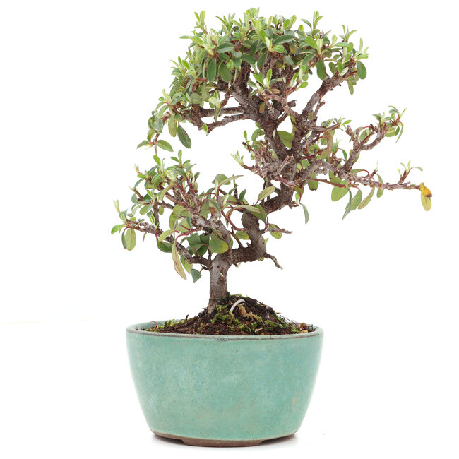 Cotoneaster horizontalis, 16,5 cm, ± 6 jaar oud, met witte bloemen en rode bessen