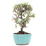 Cotoneaster horizontalis, 16,5 cm, ± 6 años, con flores blancas y frutos rojos