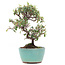 Cotoneaster horizontalis, 16,5 cm, ± 6 años, con flores blancas y frutos rojos