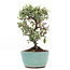 Cotoneaster horizontalis, 16,5 cm, ± 6 años, con flores blancas y frutos rojos