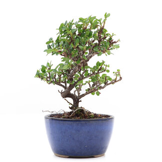 Cotoneaster horizontalis, 14,5 cm, ± 6 anni