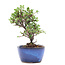 Cotoneaster horizontalis, 14,5 cm, ± 6 años, con flores blancas y frutos rojos