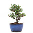 Cotoneaster horizontalis, 14,5 cm, ± 6 años, con flores blancas y frutos rojos