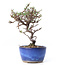 Cotoneaster horizontalis, 16 cm, ± 6 jaar oud, met witte bloemen en rode bessen