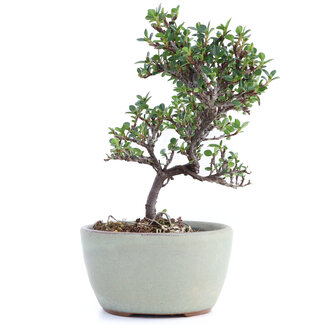 Cotoneaster horizontalis, 15 cm, ± 6 anni