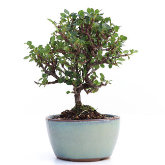 Cotoneaster horizontalis, 14 cm, ± 6 years old
