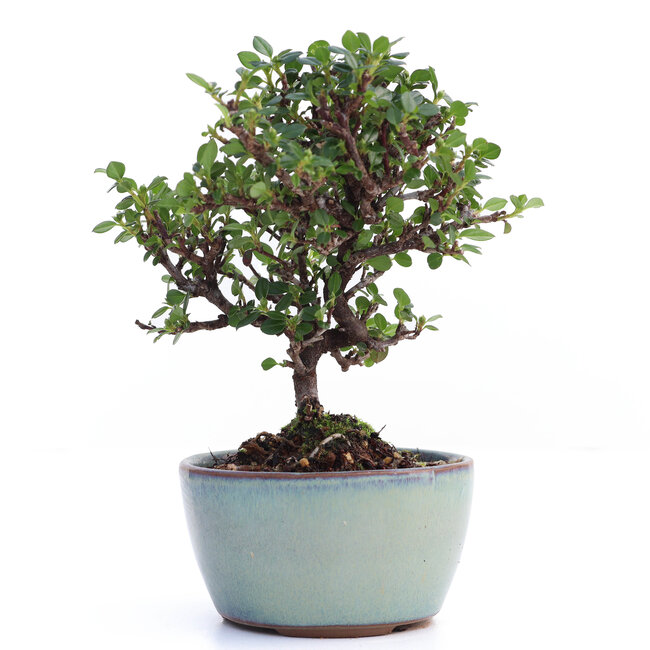 Cotoneaster horizontalis, 14 cm, ± 6 años, con flores blancas y frutos rojos