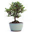 Cotoneaster horizontalis, 14 cm, ± 6 jaar oud, met witte bloemen en rode bessen