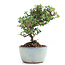 Cotoneaster horizontalis, 14 cm, ± 6 jaar oud, met witte bloemen en rode bessen