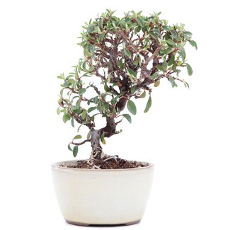 Cotoneaster horizontalis, 14,5 cm, ± 6 years old