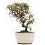 Cotoneaster horizontalis, 14,5 cm, ± 6 jaar oud, met witte bloemen en rode bessen