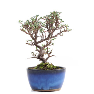 Cotoneaster horizontalis, 14 cm, ± 6 anni