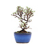 Cotoneaster horizontalis, 14 cm, ± 6 años, con flores blancas y frutos rojos