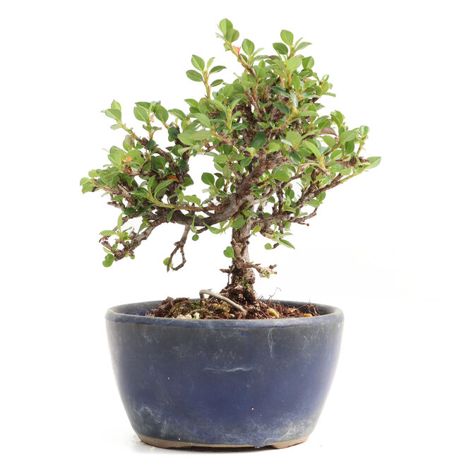 Cotoneaster horizontalis, 11,5 cm, ± 6 años, con flores blancas y frutos rojos