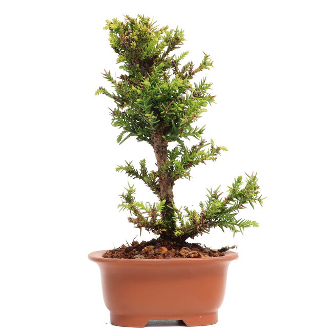 Cryptomeria japonica, 17,5 cm, ± 5 years old
