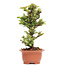 Cryptomeria japonica, 17,5 cm, ± 5 Jahre alt