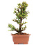 Cryptomeria japonica, 17,5 cm, ± 5 Jahre alt