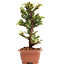 Cryptomeria japonica, 17,5 cm, ± 5 jaar oud