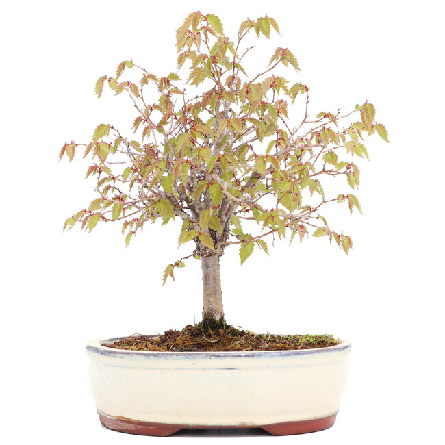 Zelkova serrata, 20,5 cm, ± 20 jaar oud