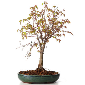 Zelkova serrata, 25 cm, ± 20 Jahre alt