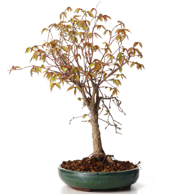 Zelkova serrata, 25 cm, ± 20 años