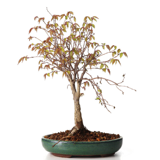 Zelkova serrata, 25 cm, ± 20 jaar oud