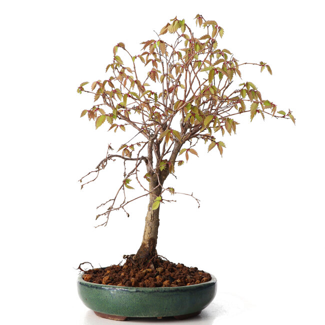 Zelkova serrata, 25 cm, ± 20 jaar oud