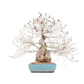 Carpinus coreana, 45 cm, ± 40 Jahre alt